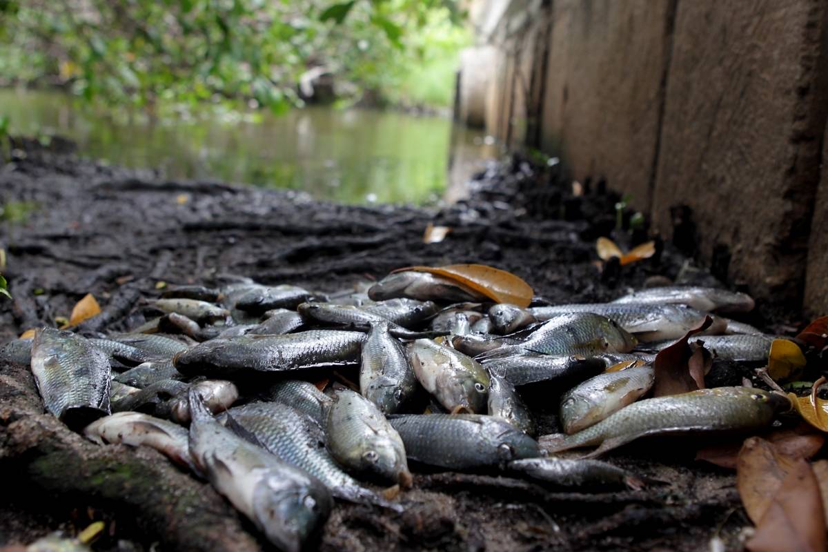 Lagoa Tem Mortandade De Peixes Pela Segunda Vez Em Pouco Mais De Um M S