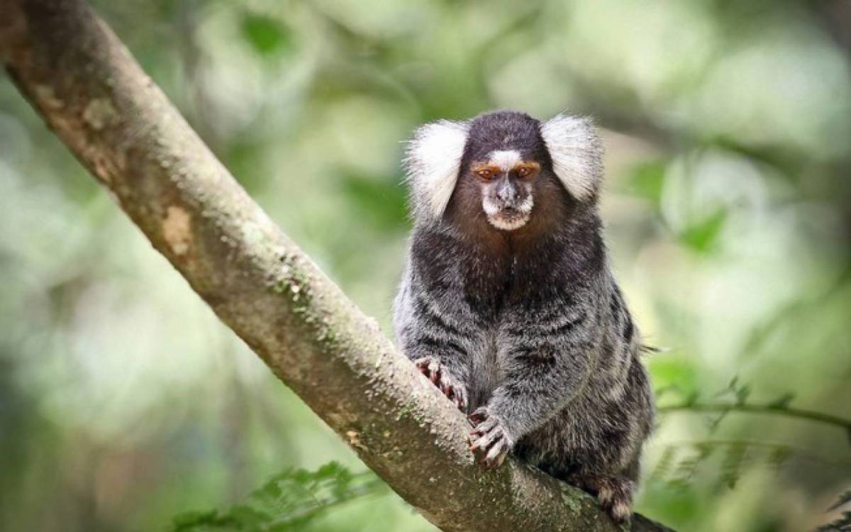 Especial Pets Animais Ex Ticos Que Voc Pode Ter Em Casa O Dia