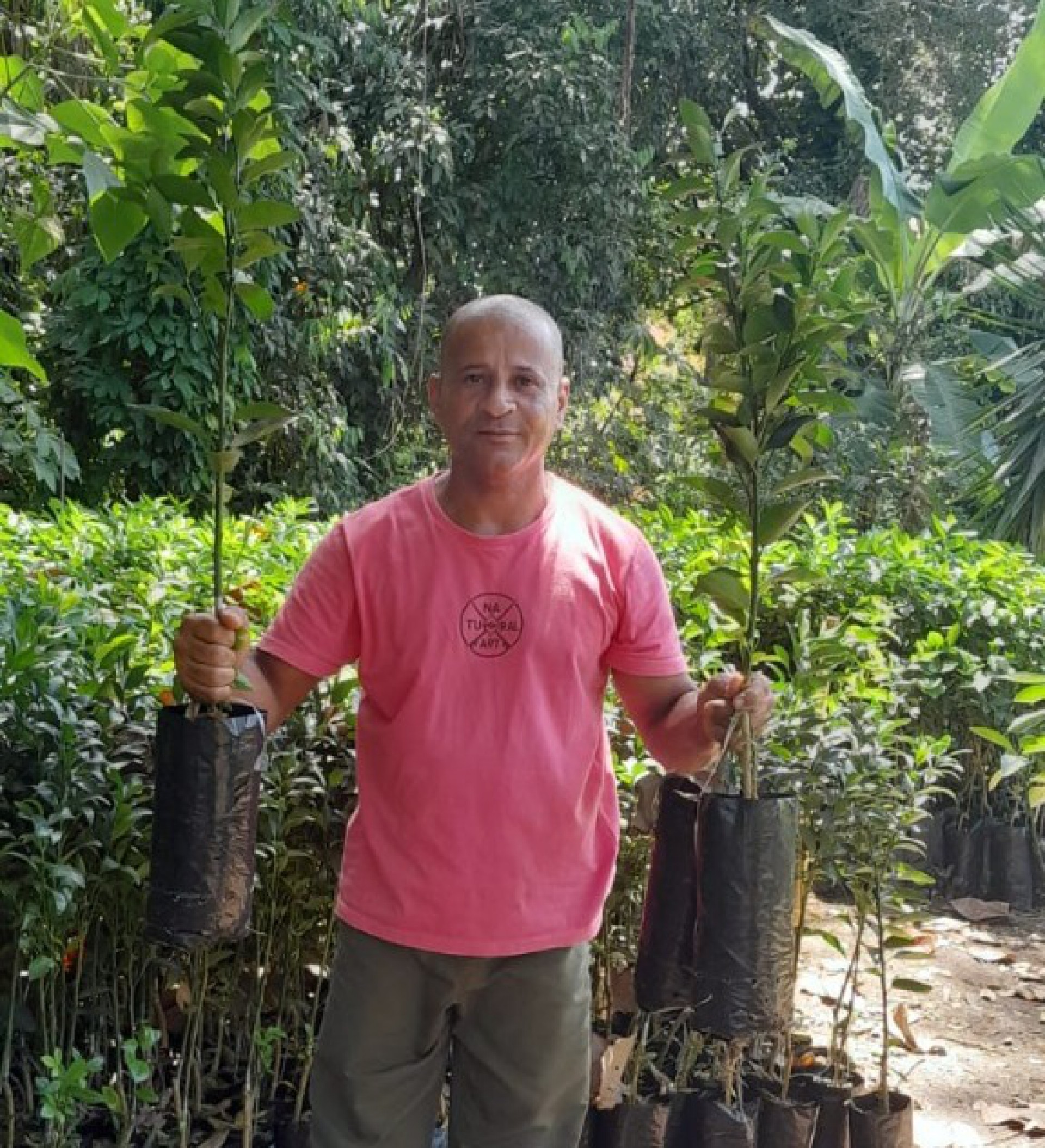 Mais de mil mudas de árvores frutíferas são distribuídas para