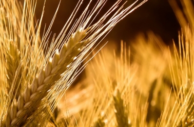 Preço do trigo dispara após embargo indiano e ameaça de seca