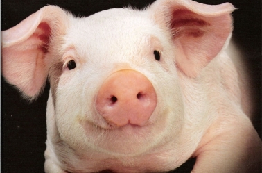 Transplante de coração de porco é feito pela segunda vez