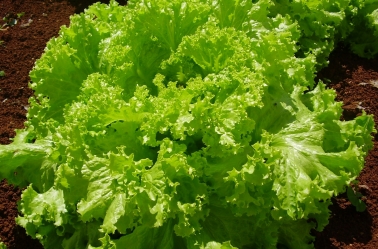 Preço dos alimentos no atacado cai 12% nos últimos três meses, aponta Ceagesp 