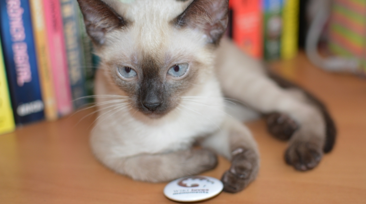 teste de foto - Reprodução Internet