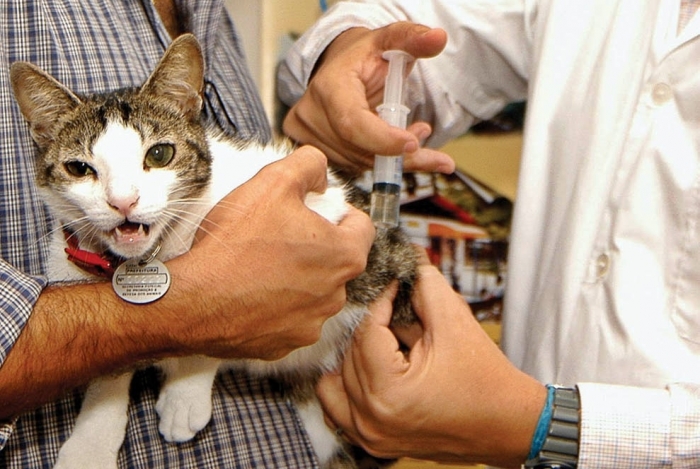 Um gato é vacinado na campanha do ano passado: ação de 2019 está suspensa