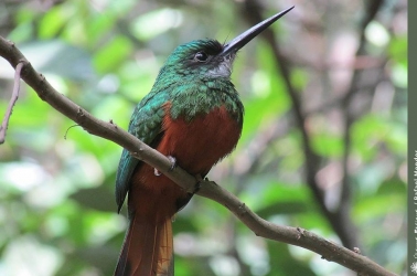 Entidades ambientalistas veem COP 27 com otimismo e pedem a Lula mudanças