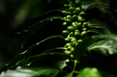 Yara, JDE e Ofi anunciam parceria para descarbonização da produção de café no Brasil