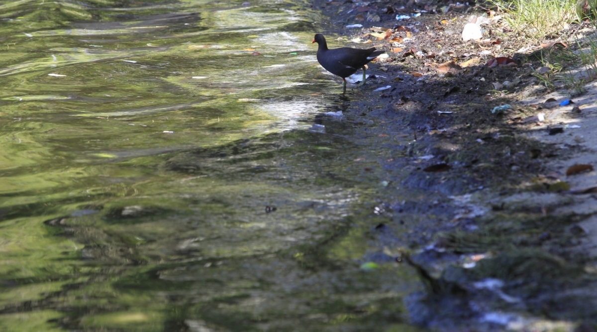 Poluição na Lagoa Rodrigo de Freitas