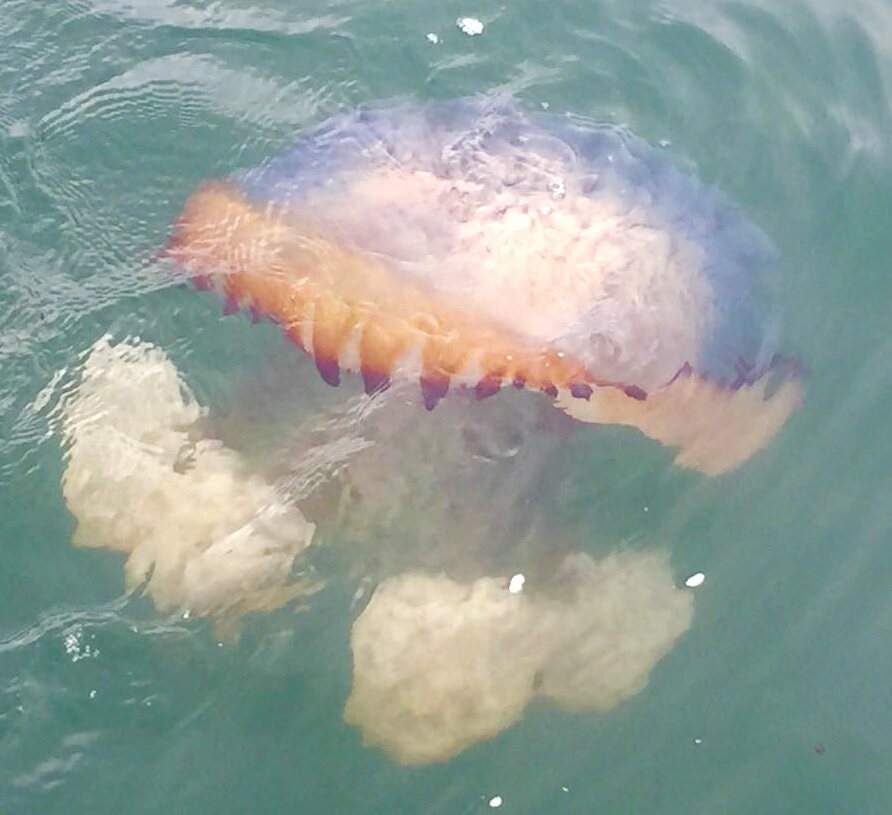 Essa esp&eacute;cie de &aacute;gua-via &eacute; comum no pa&iacute;s, segundo bi&oacute;logo