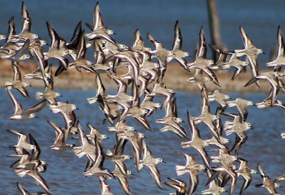 observação pássaros cabo frio
