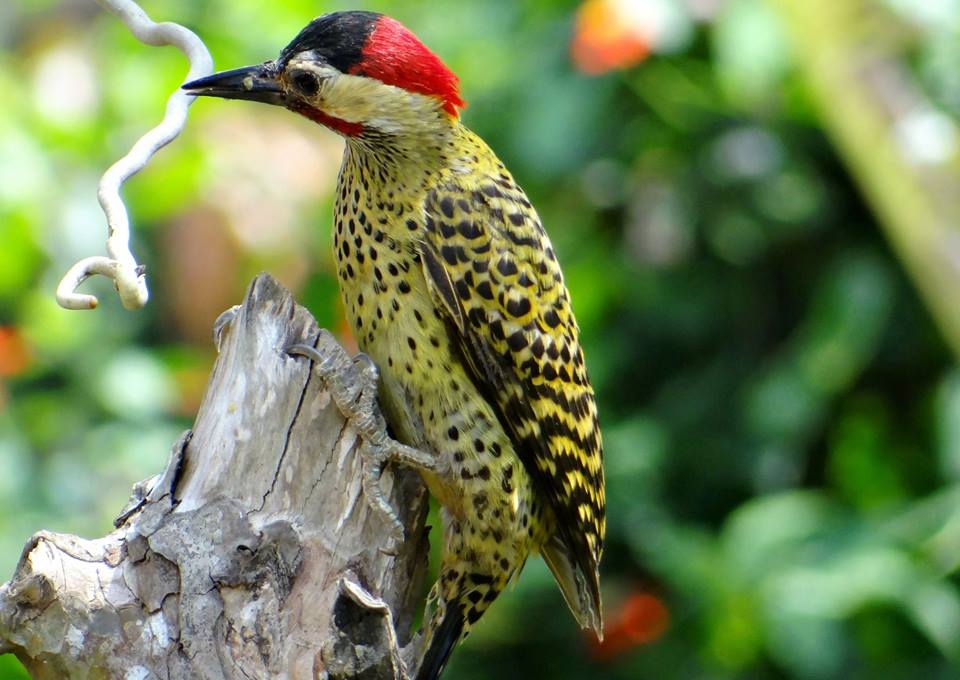 observação pássaros cabo frio