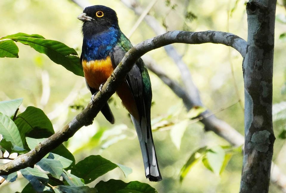 observação pássaros cabo frio
