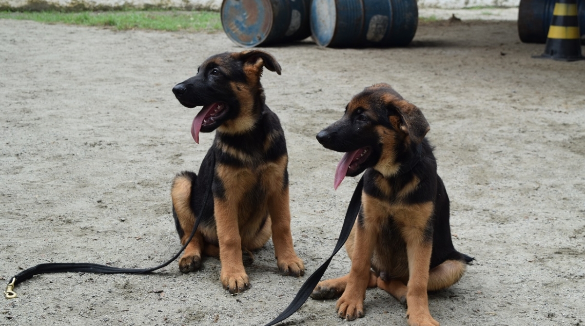 CÃES. A Guarda Municipal do Rio ganhou quatro filhotes de pastor alemão