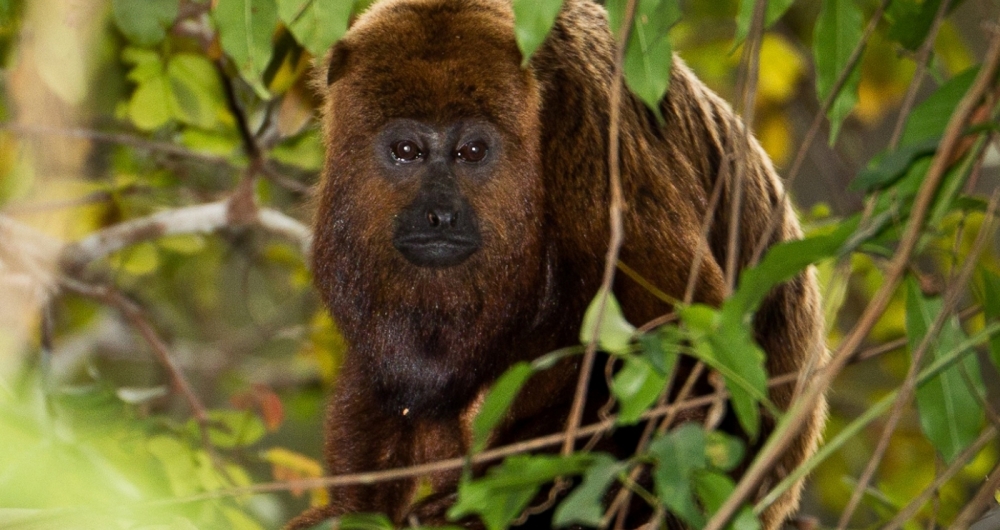 Macaco bugio é a espécie do animal mais suscetível à febre amarela. Eles não transmitem a doença. 