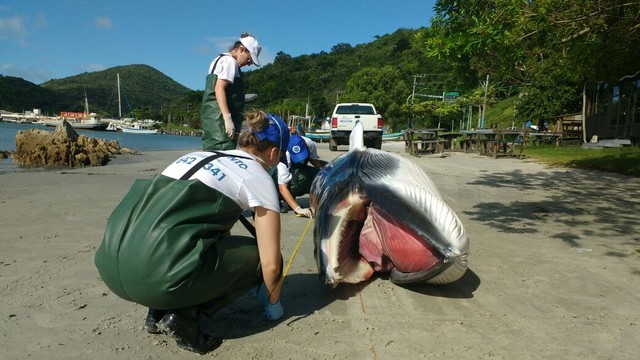 Baleia � encontrada morta em praia