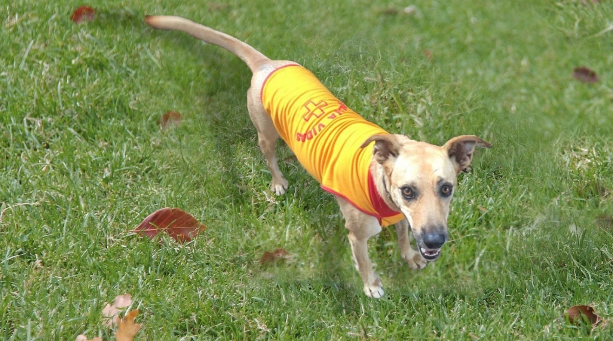 Lola Maria com fantasia Salva Vidas a R$ 25 na loja Pet Social no Shopping Grande Rio, em Meriti
