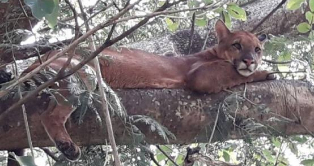 On�a Parda resgatada em Taquaritinga