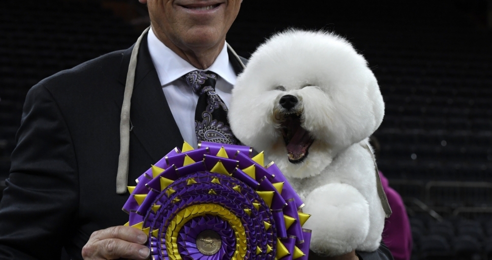 Flynn, este simp�tico bichon fris� (com o adestrador, Bill McFadden), parece rir ao ganhar o primeiro pr�mio de feira canina em Nova York