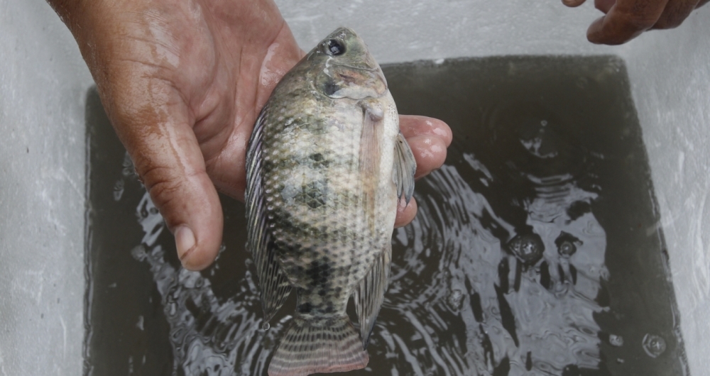 Moradores encontraram peixe em enchente na Rua Torres de Oliveira, em Piedade