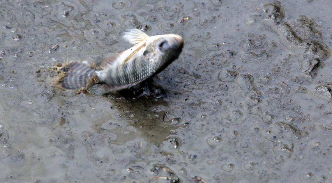 Na Rua,Tores de Oliveira, em Piedade, homem pega peixa em poça d'água