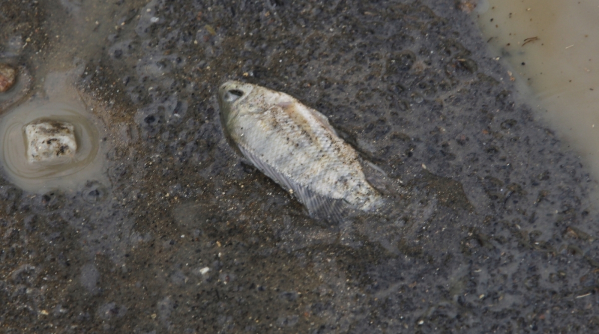 Estragos provocado pela chuva dessa madrugada na Zona Norte, em Piedade um homem e uma mulher morreram na queda de um muro,na Agua Santa treis carro foram arrastados e varias casas alagadas,moradores perderam tudo na cassa do Jo&atilde;o Pedro de Lima n&atilde;o salvou nada,NA Rua,Tores de Oliveira na Piedade homem pescando   Severino Silva Agencia O Dia