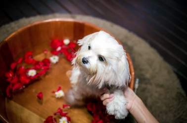 Senac RJ contrata esteticista de animais para atuar como professor de cursos profissionalizantes