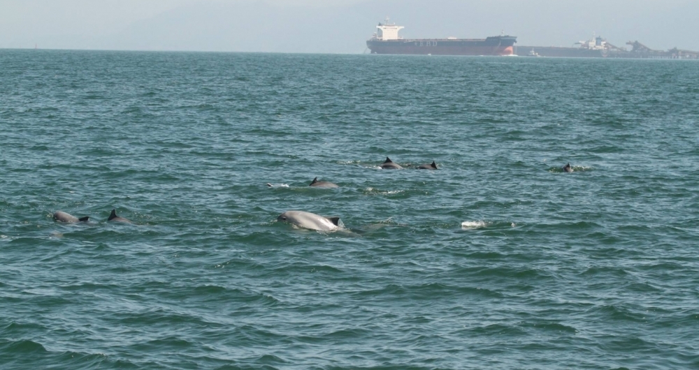 Popula��o de botos-cinza circula pelas ba�as de Sepetiba, al�m de Ilha Grande e Guanabara