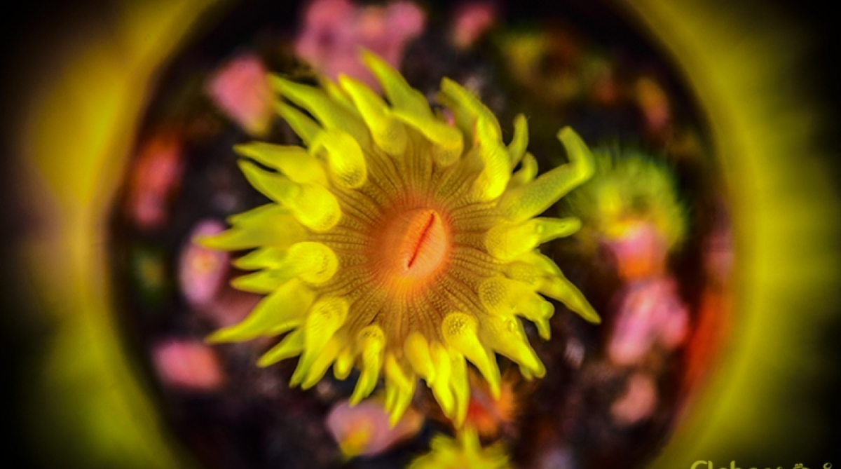 1° lugar compacta - Flavia Mergulhao