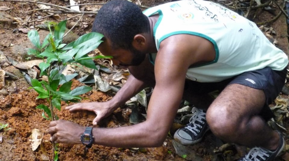 Para compensar o impacto do cortejo nas ruas, o Vagalume planta mudas nativas da Mata Atlântica