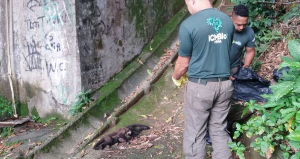 Macacos foram encontrados mortos na Floresta da Tijuca. Exame apontou envenenamento.