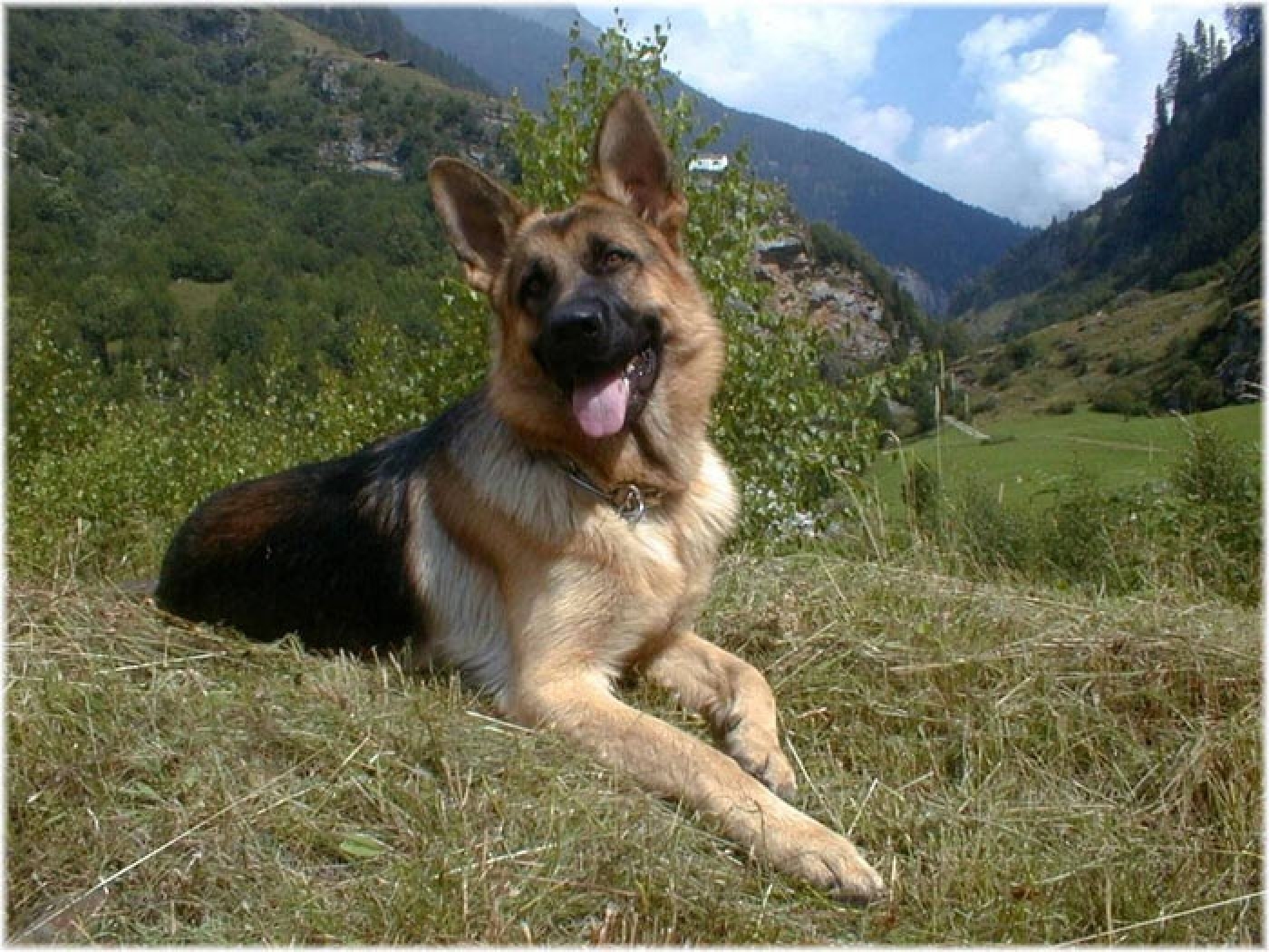 Leishmaniose: cuidado com o mosquito