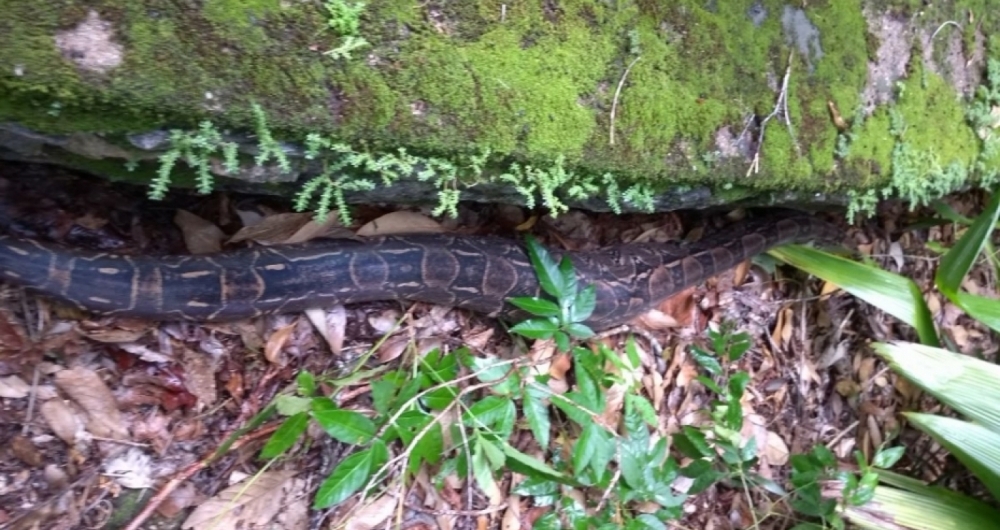 Cobra que apareceu em resid�ncia, com 2 metros de comprimento, foi solta na Floresta da Tijuca