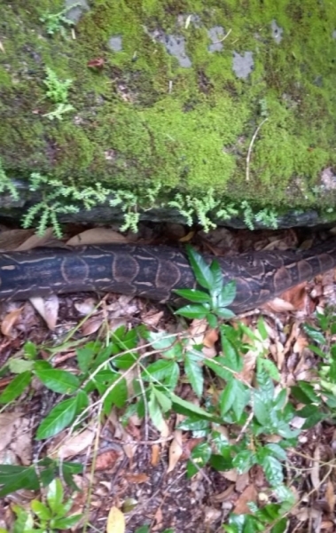 Cobra que apareceu em residência, com 2 metros de comprimento, foi solta na Floresta da Tijuca - Divulgação/ GM-RIO