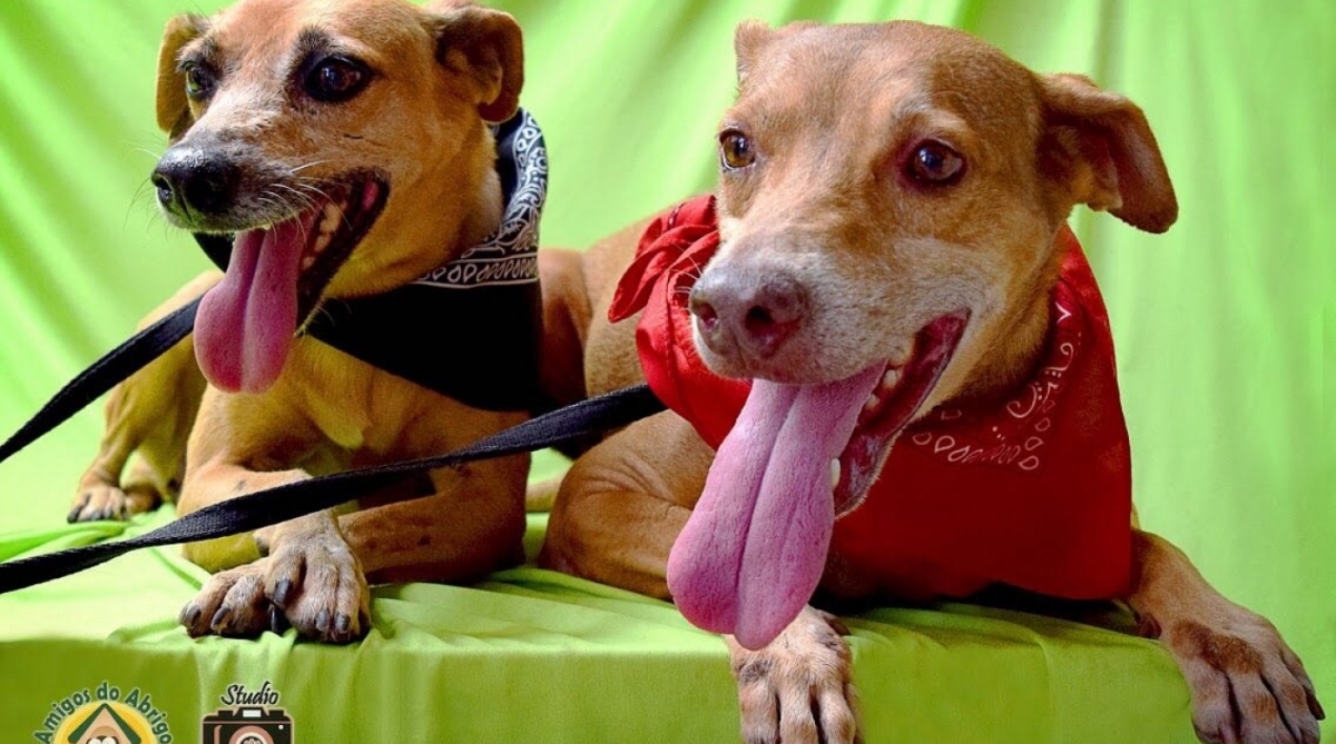 Duda, de 7 anos, e Careca, de 9, estão para adoção conjunta no Abrigo João Rosa.