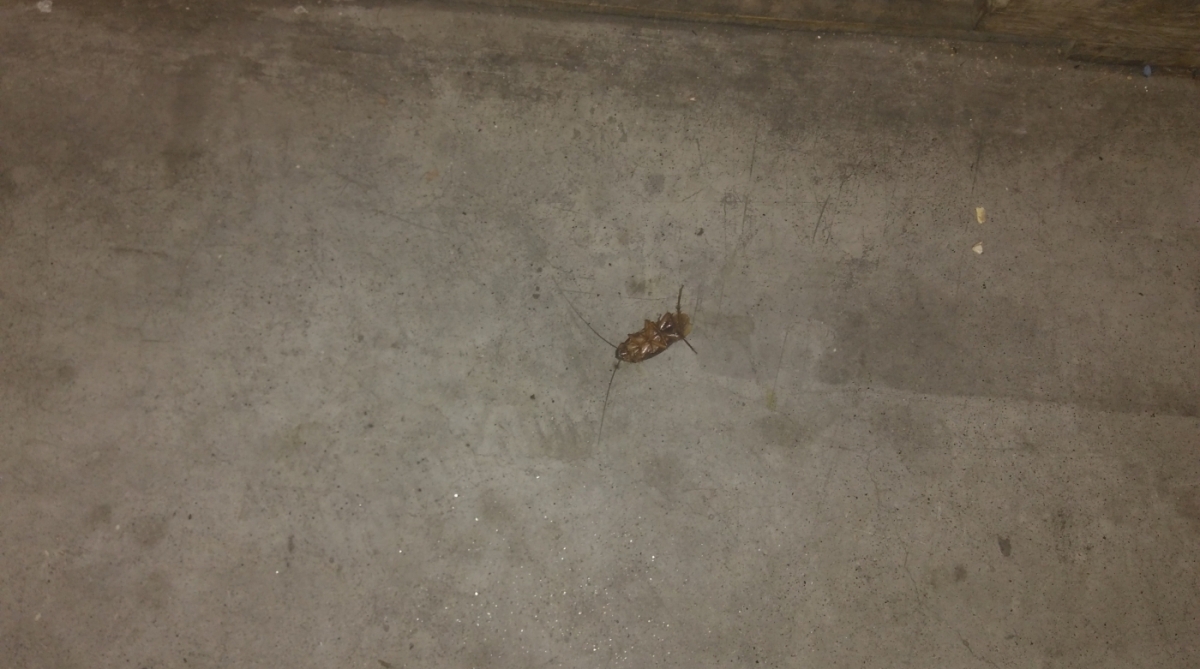 Fiscais encontram baratas e alimentos acima da temperatura ideal em supermercado