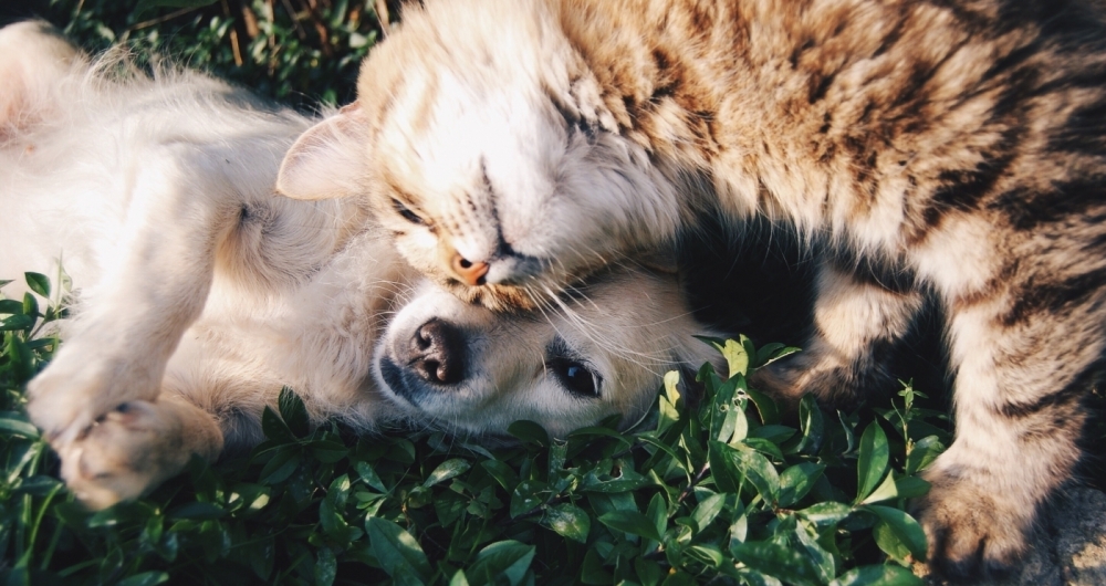 Cães e gatos estão disponíveis em feiras de adoções neste final de semana no Rio