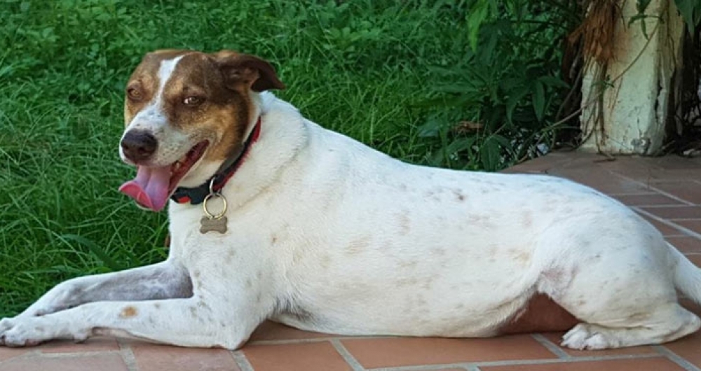 Tobe foi atacado pelo cachorro do vizinho durante passeio