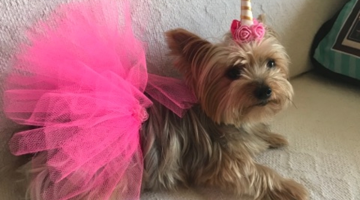 Dona da yorkshire Mel soube que a vacina estava em falta depois de ligar para várias clínicas - Divulgação