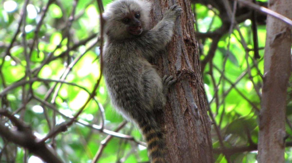 Funcionários da Secretaria de vigilancia e zoonoses em trabalho com macacos mortos