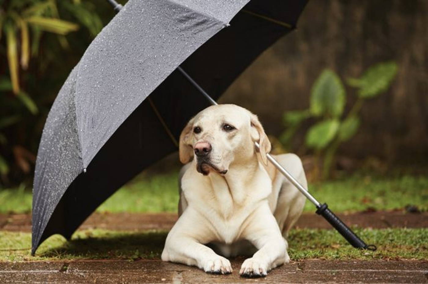 Chuva traz risco de leptospirose em pets O Dia É o Bicho
