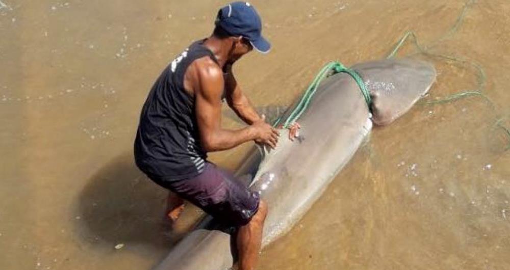 Tubarão da espécie barriga d'água é encontrado em praia de Rio das Ostras