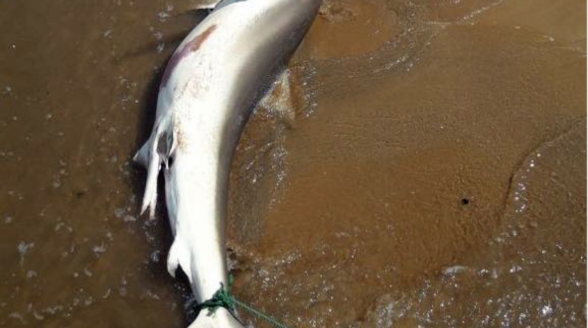 Tubar&atilde;o da esp&eacute;cie barriga d'&aacute;gua &eacute; encontrado em praia de Rio das Ostras