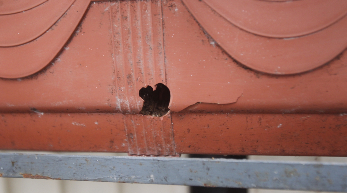 Suite do tiroteio na Pra&ccedil;a S&atilde;o Salvador Zona Suldo do Rio, e insegurn&ccedil;a na Rua das Laranjeiras estatuas em homenagem  Ana uma vitima da Violencia no Bairro, Foto  Severido  Silva Agencia O Dia