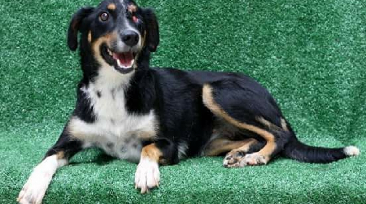 Vitória, que é especial, de 1 ano, está em busca de uma família