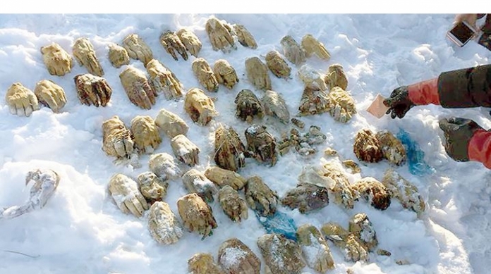 Vinte e sete pares de m�os foram encontradas em ilha na Sib�ria