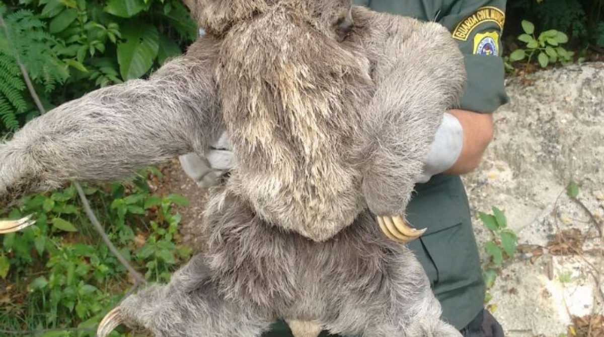 Preguiças são resgatadas em Rio do Ouro