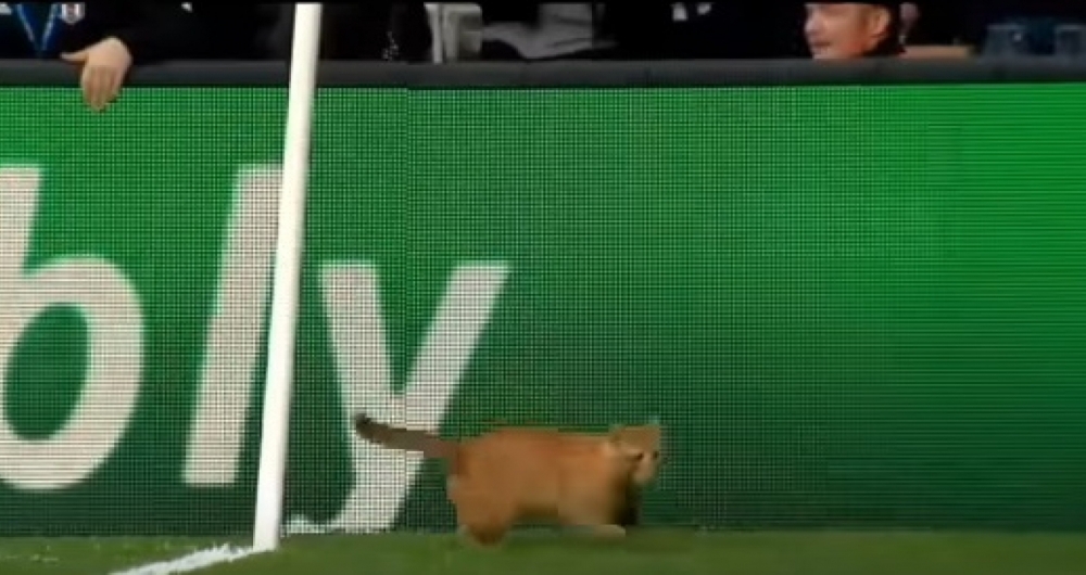 Gato entrou em campo em partida