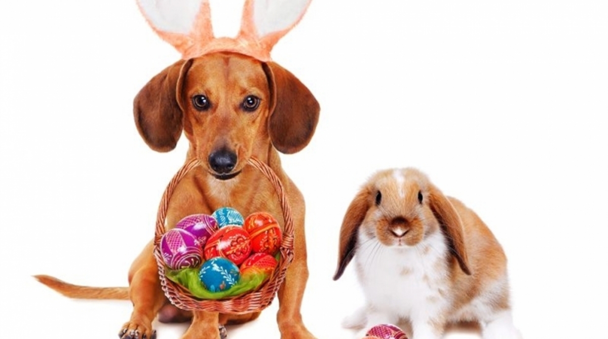 A Páscoa está chegando mas chocolate é tóxico para os animais - Reprodução Intenet