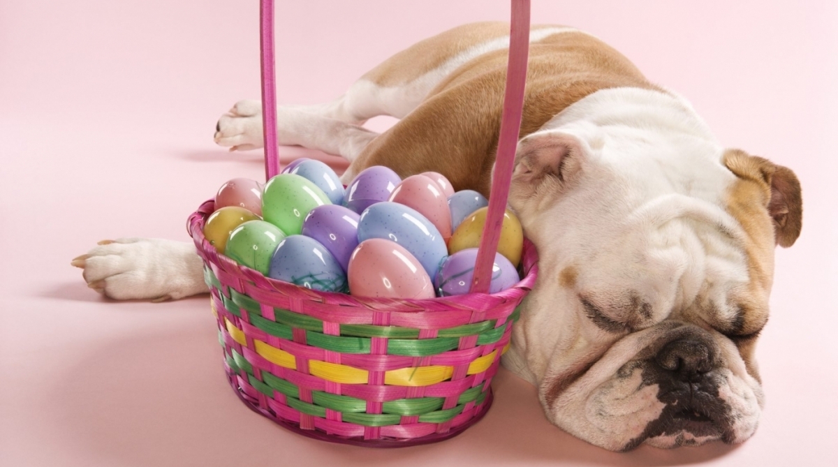 A Páscoa está chegando, mas chocolate é tóxico para os pets