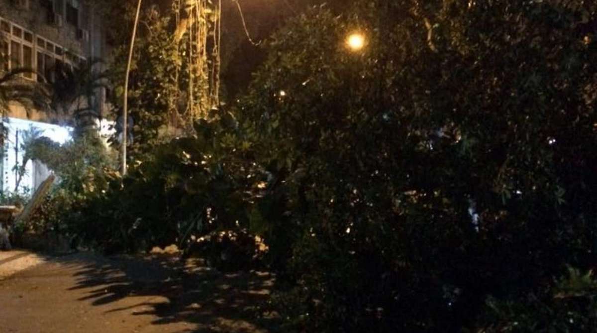 Árvore cai na Rua Anita Garibaldi, em Copacabana