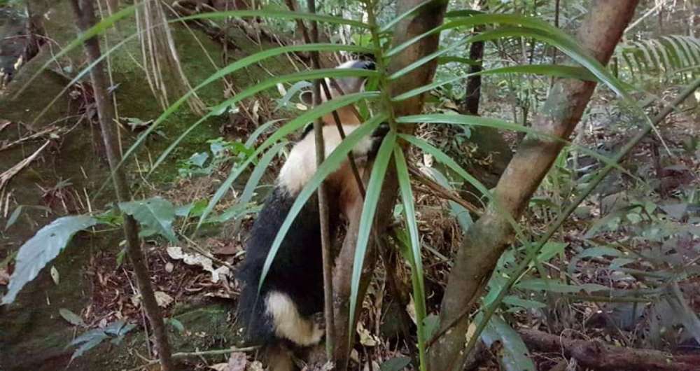 Tamandu�-mirim foi encontrado por traficantes no Morro da Coroa, em Santa Teresa.